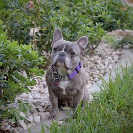 Twinkie - French Bulldog