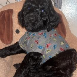 Felix - Black male Goldendoodle puppy in Fort Hood, Texas from Davis Doodles