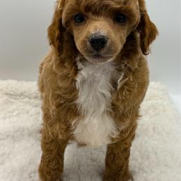 Peep - Red  female Poodle puppy in Wheatland, California from Sapphire Ridge Poodles