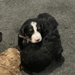 Bernedoodle and Goldendoodle Puppies from Forest Family Doodles