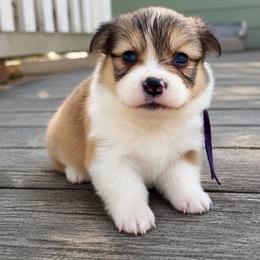 Dove (purple) fluffy - Sable and white female American Corgi puppy in East Oakdale, California from Rhettro Kennels