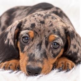 Kenzie - Dapple female Dachshund puppy in Fredricktown, Missouri from Ivy Cream Dachshunds