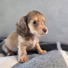 Sunny - Cream male Dachshund puppy in Tucson, Arizona from Crowned Doxies