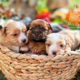 Biewer Terrier and Russian Salon Dog Puppies from Petit Bijou