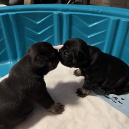 French Bulldog Puppies from Stratton Kennel
