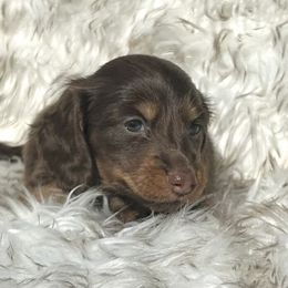 Bebe's Chocolate and Tan - Chocolate and tan female Dachshund puppy in Kalama, Washington from Dazzling Doxies