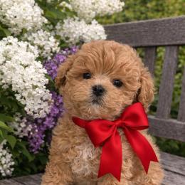 Bingo - Red male Maltipoo puppy in San Diego, Temecula, California from Yorkie & Maltese Royalty