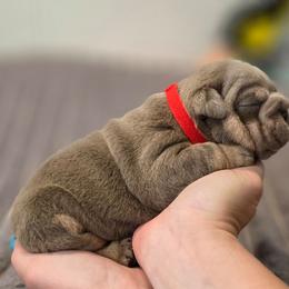Ruby - Lilac tri-color female Bulldog puppy in Burleson, Texas from Diamond Deluxx Frenchies