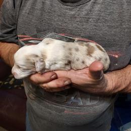 Dotty - Red merle female Miniature Australian Shepherd puppy in Mc Arthur, California from Kingscastle Ranch