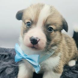 Phoenix - boy - 6th born - Red male Pembroke Welsh Corgi puppy in Tomball, Texas from Larsen Loved Corgis