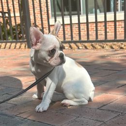 Girl 3 - Fawn brindle and white female French Bulldog puppy in Leakesville, Mississippi from Southern Mississippi Frenchies