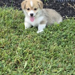 Pembroke Welsh Corgi Puppies from Salted Rim Corgis