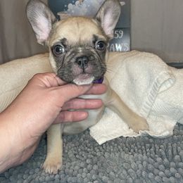 French Bulldog Puppies from Kiru Kennels