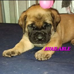 Sunny - Apricot female Mastiff puppy in Pleasanton, Texas from RKS Mastiff