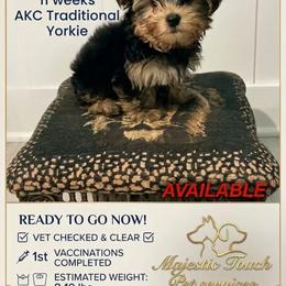 Leif - Black and tan male Yorkshire Terrier puppy in Forest, Virginia from Majestic Touch Kennels and Pet Services