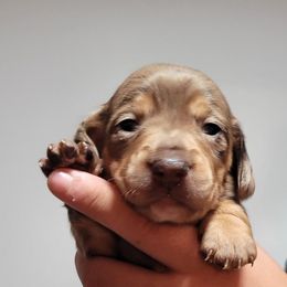 Pinky - Dapple female Dachshund puppy in El Cajon, California from Lisa Buxton