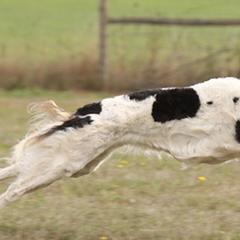 Borzoi All Grown Up from Agust Borzoi