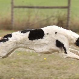 Borzoi All Grown Up from Agust Borzoi
