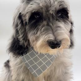 Gravy - male Australian Mountain Doodle puppy in Claremont, North Carolina from Magnolia Grove Farms