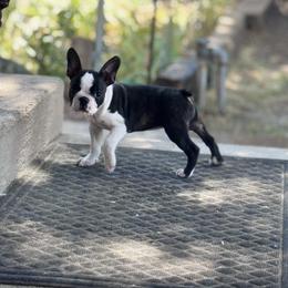 Girl 1 - Black brindle and white female Boston Terrier puppy in Albuquerque, New Mexico from Mat Bee Boston Terriers