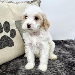 Oregano - Red male Bernedoodle puppy in Granton, Wisconsin from Rose River Farms