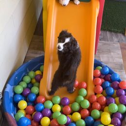 Miniature Australian Shepherd Puppies from Integrity Aussies Tx