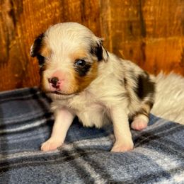 Frosty - Blue merle male Miniature American Shepherd puppy in Tonasket, Washington from V5 Aussies