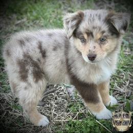 Casanova - Red merle male Miniature Australian Shepherd puppy in El Dorado Springs, Missouri from HP Aussie Kennels