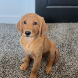 Golden Retriever Puppies from Arizona Dream Goldens