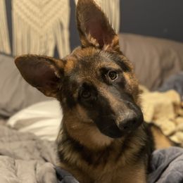Forest - German Shepherd