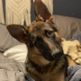 Forest - German Shepherd