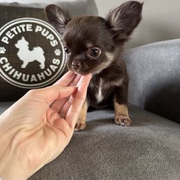 Maple - Chocolate and white female Chihuahua puppy in Dayton, Ohio from Petite Pups