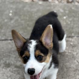 Purple - Black and tan female Pembroke Welsh Corgi puppy in Early, Texas from Mitchell Corgis