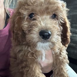 Frankie - Apricot male Cavapoo puppy in Camden, Michigan from FurEver Friends Finder