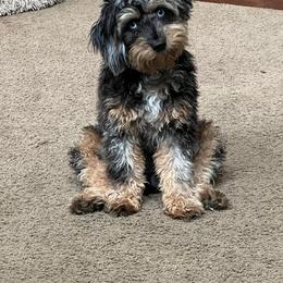 Aussiedoodle and Bernedoodle Puppies from Steindoodles