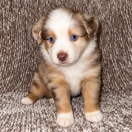Rose - Red merle female Miniature Australian Shepherd puppy in Pinnacle, North Carolina from Higher Elevations Mini Aussies