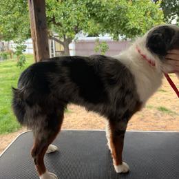 Toy Australian Shepherd puppies from Sparkling Cross Toy & Mini Aussies