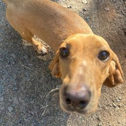 Chloe - Dachshund