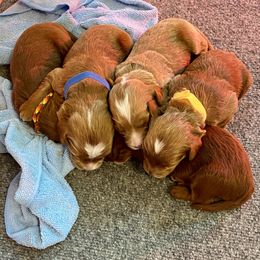 Australian Labradoodle Puppies from Kippy’s Farm Australian Labradoodles
