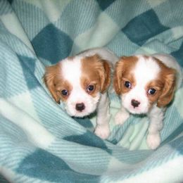 Cavalier King Charles Spaniel Puppies from Chestnut Valley Cavs