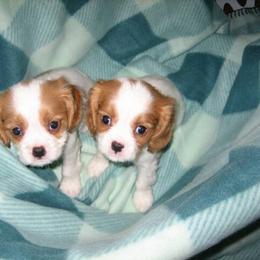 Cavalier King Charles Spaniel Puppies from Chestnut Valley Cavs