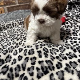 Shih Tzu Puppies from Little Mil’s Shih Tzus