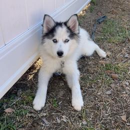Miley - Black and white female Pomsky puppy in Henderson, Kentucky from Paris Pomskies