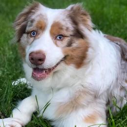 Australian Shepherds from Guntown Aussies