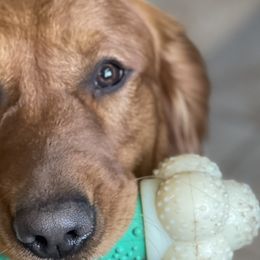 Yooper - Golden Retriever