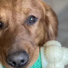 Yooper - Golden Retriever