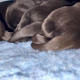 "Love the thick tails❤️" Labrador Retriever Puppies from McCabe Creek Labradors
