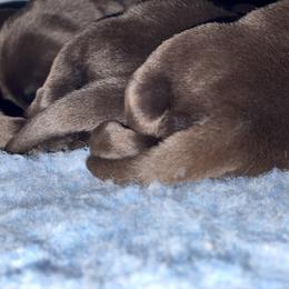 "Love the thick tails❤️" Labrador Retriever Puppies from McCabe Creek Labradors
