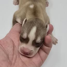 Little spot - Sable and white male Siberian Husky puppy in Kansas City, Missouri from Anuun's Huskies