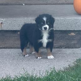 Pooh - Black tri-color male Australian Shepherd puppy in Caro, Michigan from White Tail Australian Shepherds